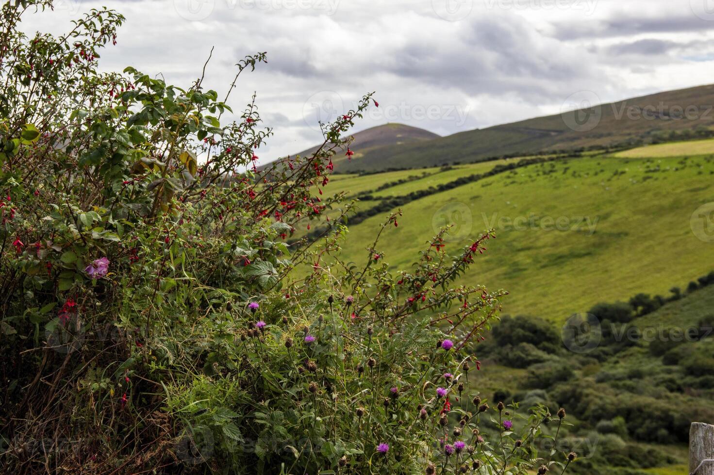 Wildflowers Blooming on a Green Hillside in Ireland photo