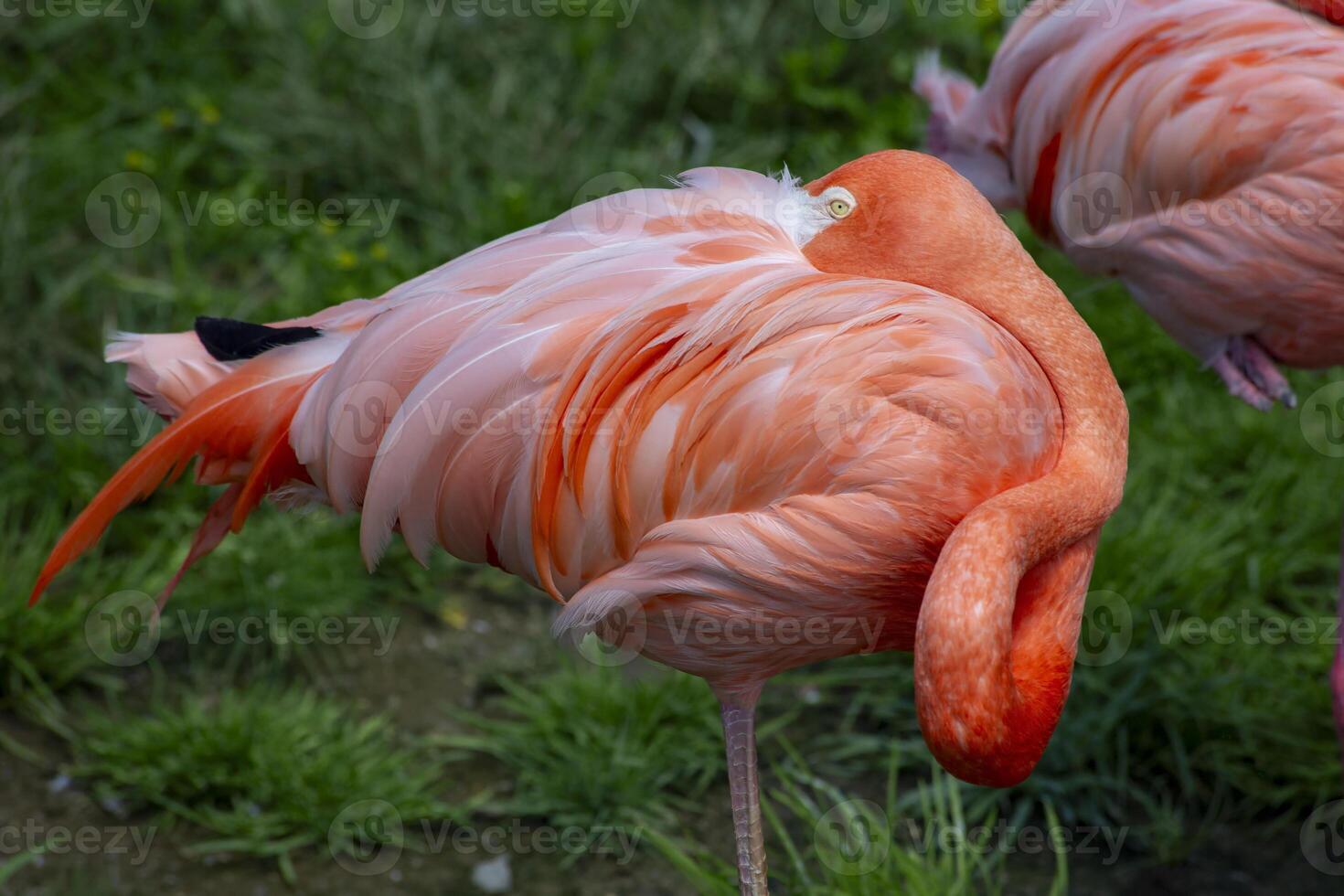 Pink Flamingo Preening Its Feathers in Green Grass photo