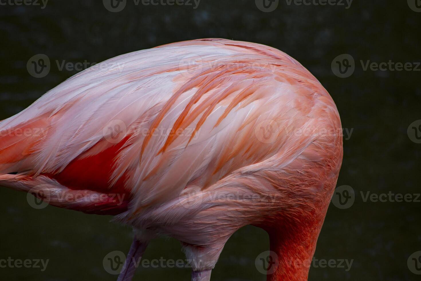 Close-Up of a Pink Flamingos Feathers in a Zoo Setting photo