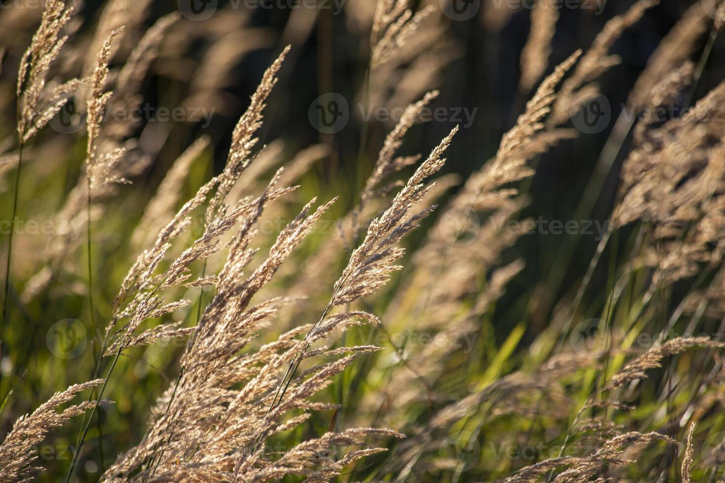 Tall Grass Blowing In The Wind On A Summer Day photo