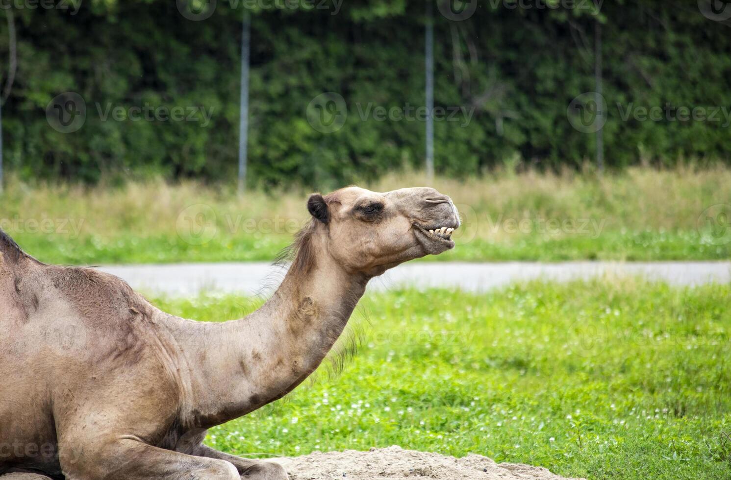 Camel Resting in a Green Field on a Sunny Day photo