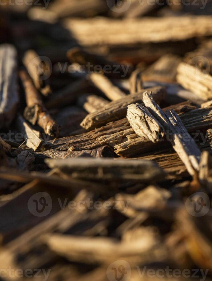 Close-Up of Wooden Mulch in Bright Sunlight photo