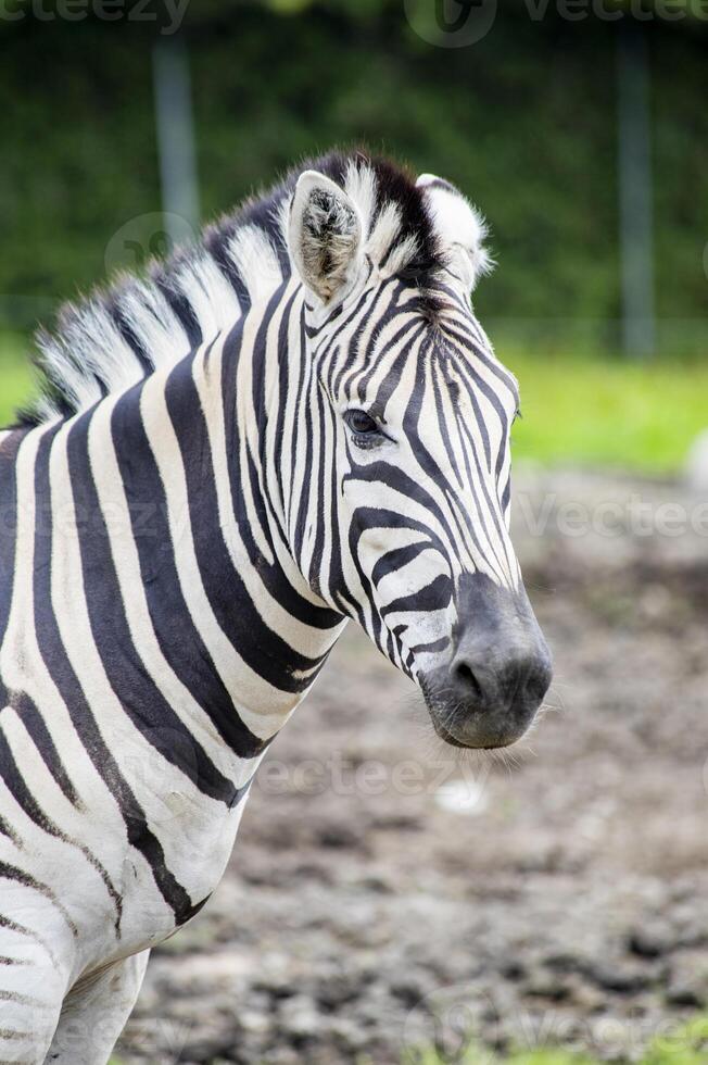 Close Up Portrait of a Zebra in a Zoo Enclosure photo