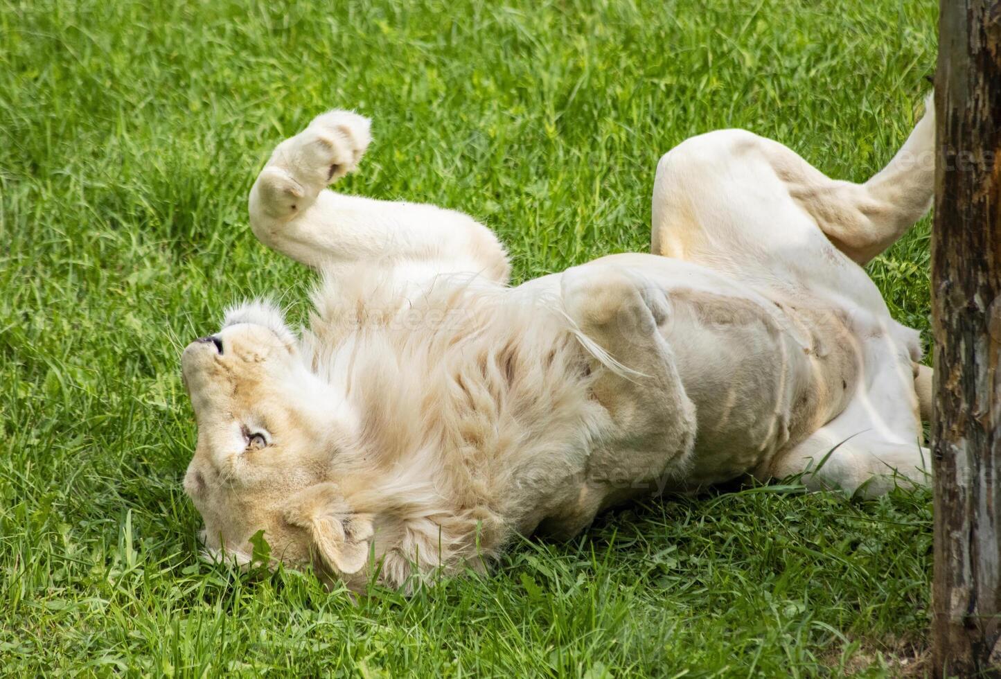 White Lion Rolling On Grass In Sunny Enclosure photo
