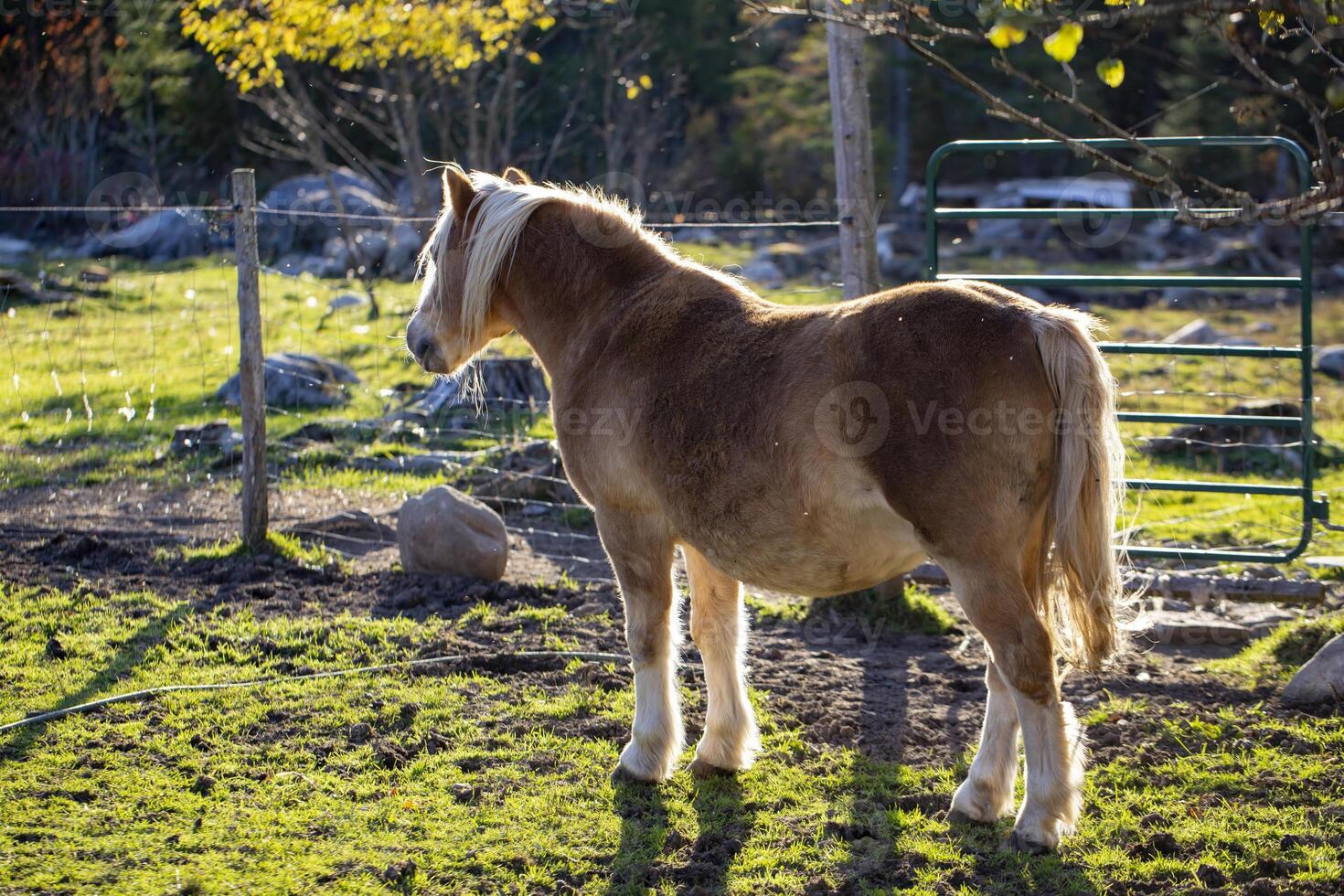 A Brown Horse Stands by a Green Metal Gate in a Pasture photo