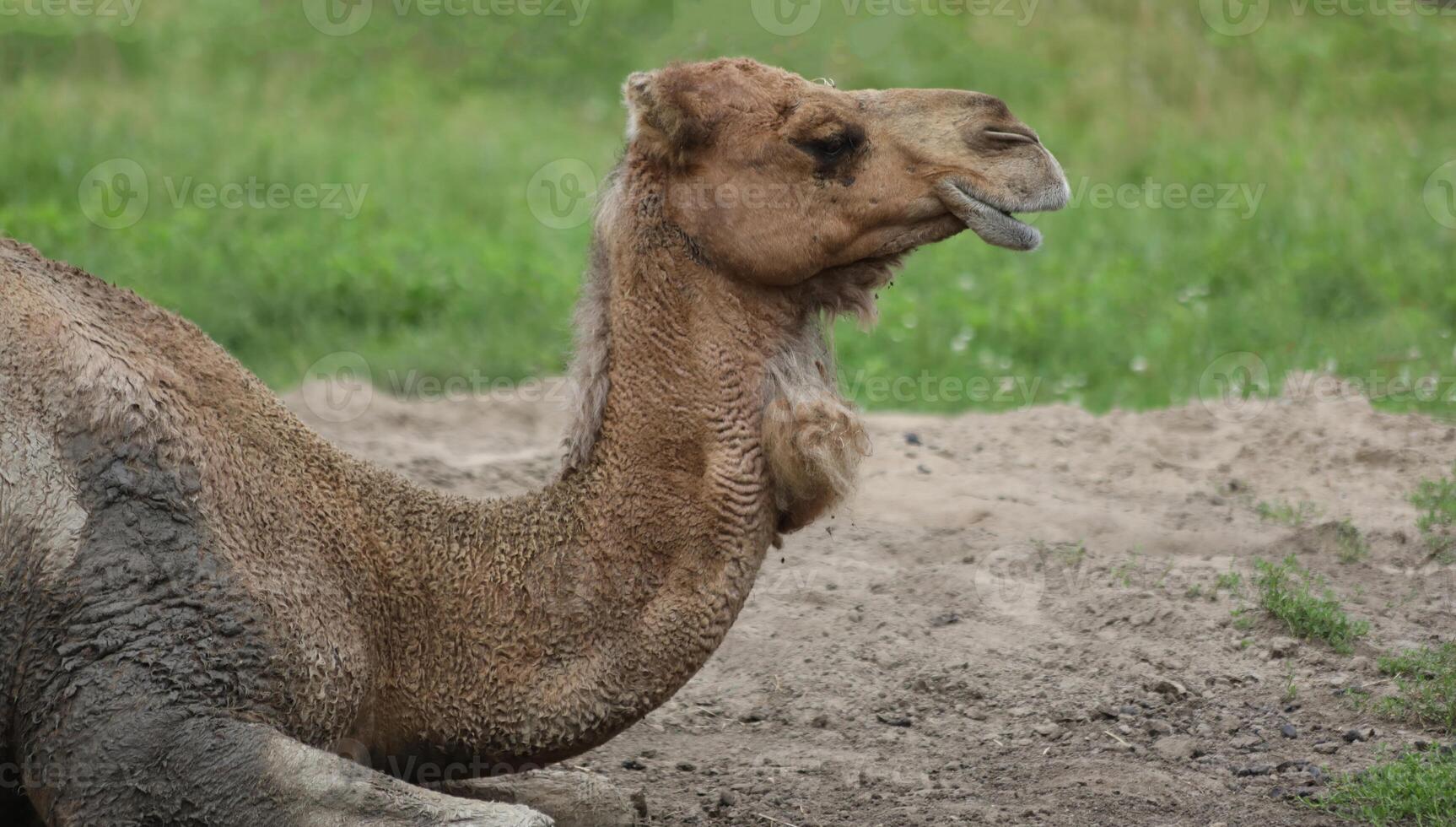 Camel Resting in Sandy Area at a Zoo photo