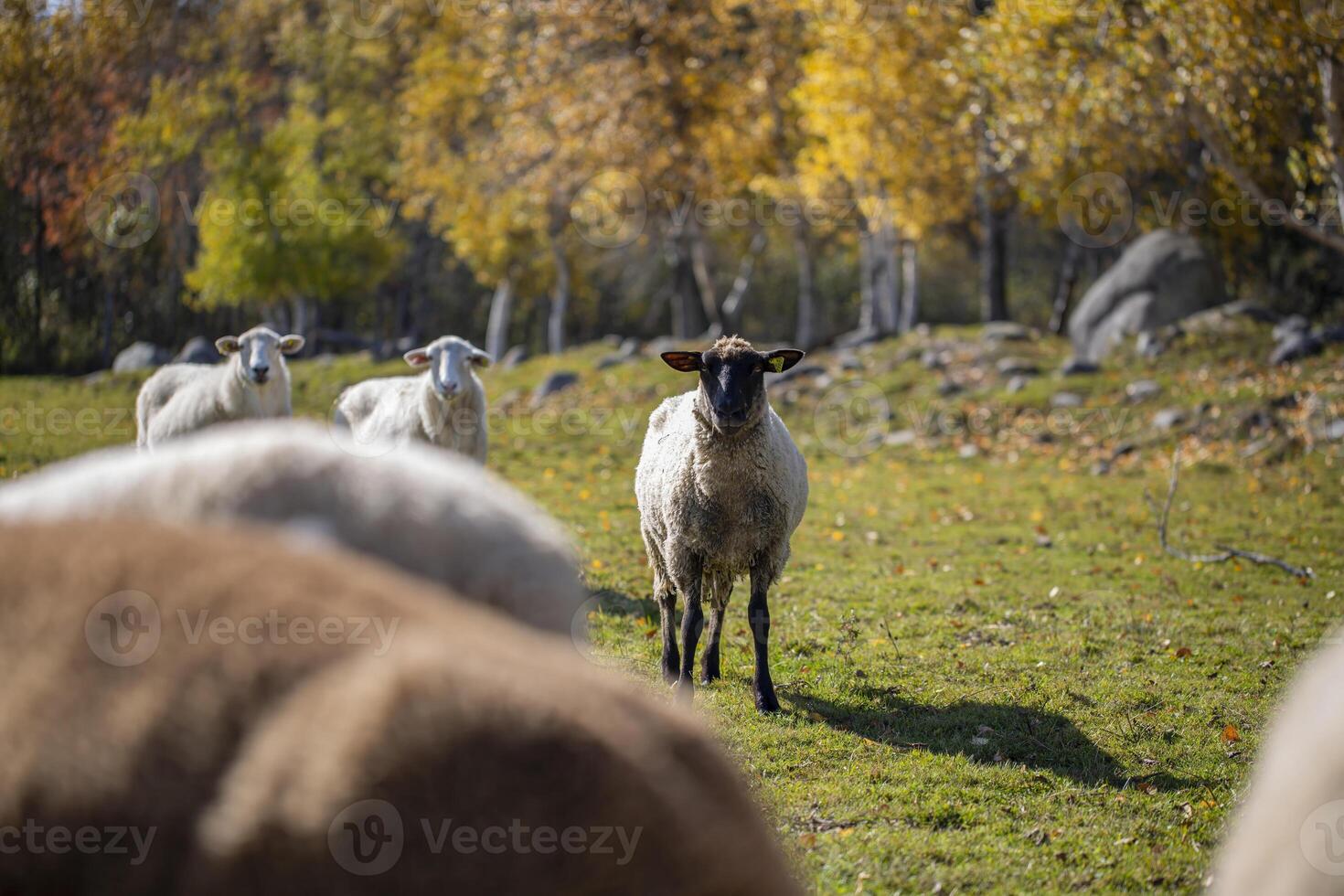 Sheep Grazing in Autumn Meadow With Golden Trees photo