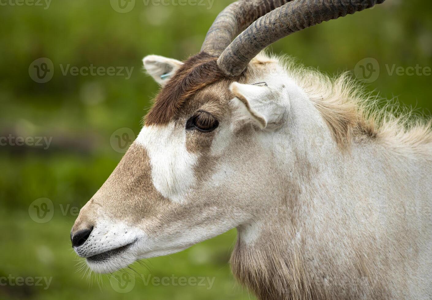 Close Up of a Scimitar Oryxs Head in a Grassy Field photo