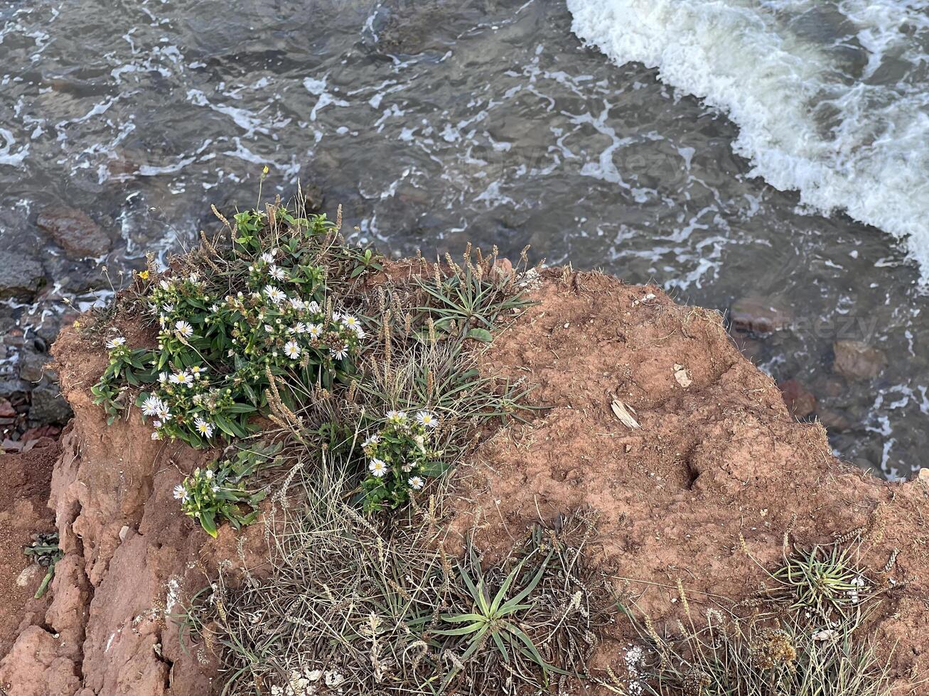 White Flowers Blooming on a Red Clay Cliffside Overlooking the Ocean Waves on the Magdalen Islands, Quebec, Canada photo