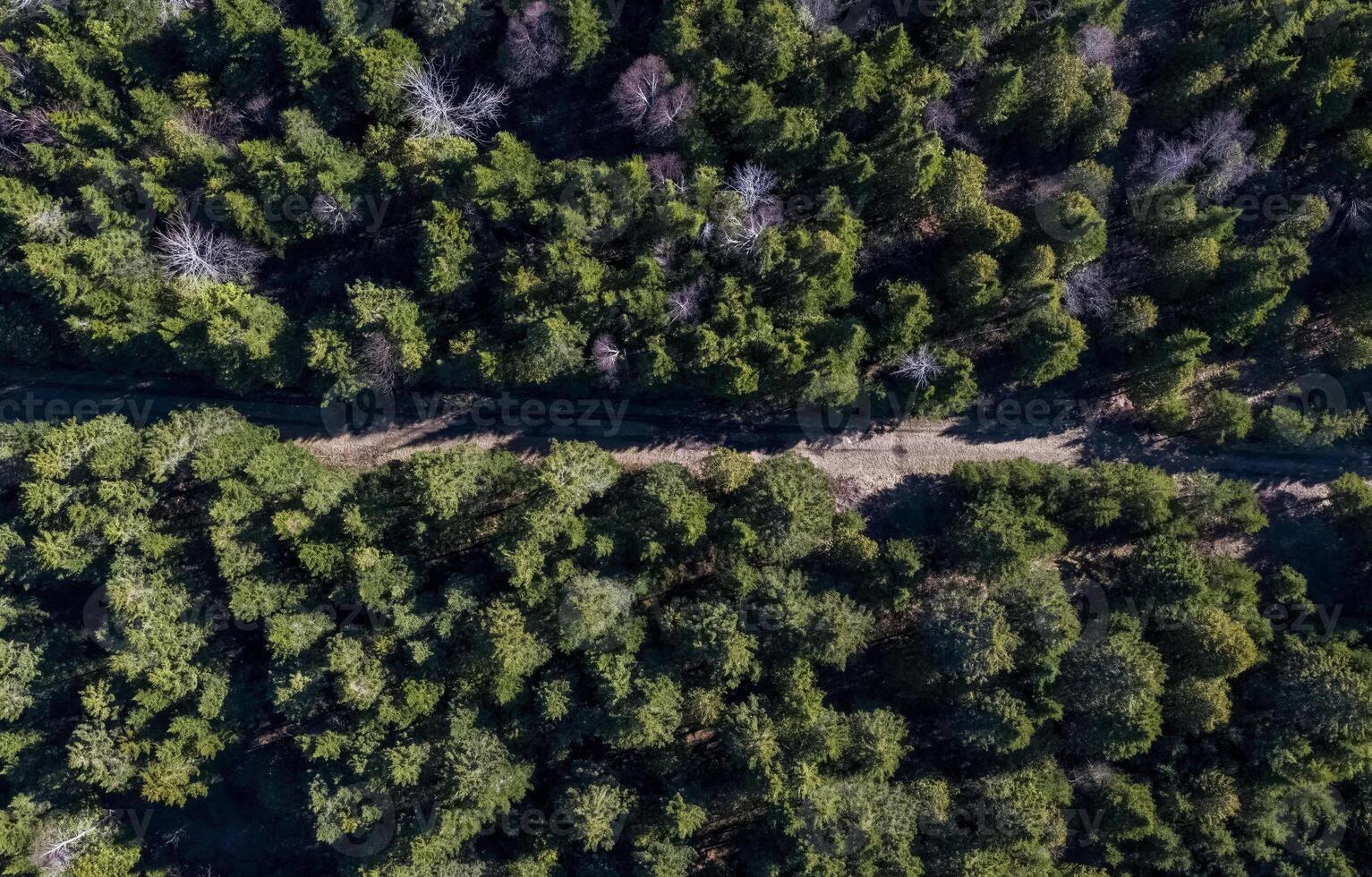 Aerial View of a Forest Road in a Dense Evergreen Forest photo