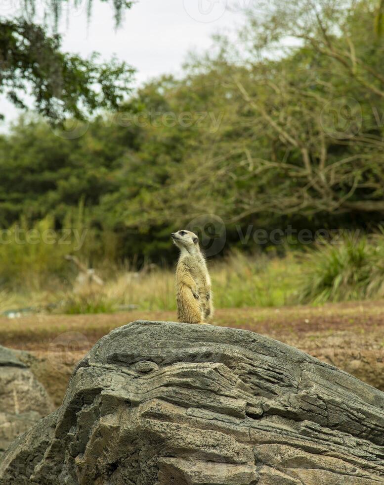 Alert Meerkat Standing on a Rock in a Lush Green Park photo