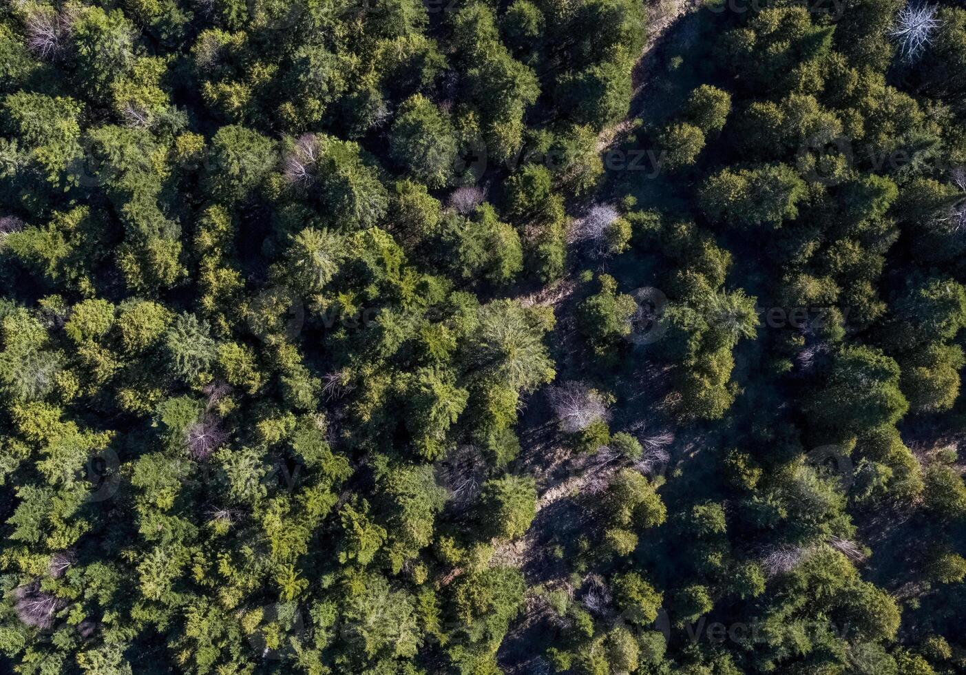 Aerial View of Dense Evergreen Forest Canopy With Sunlit Path photo