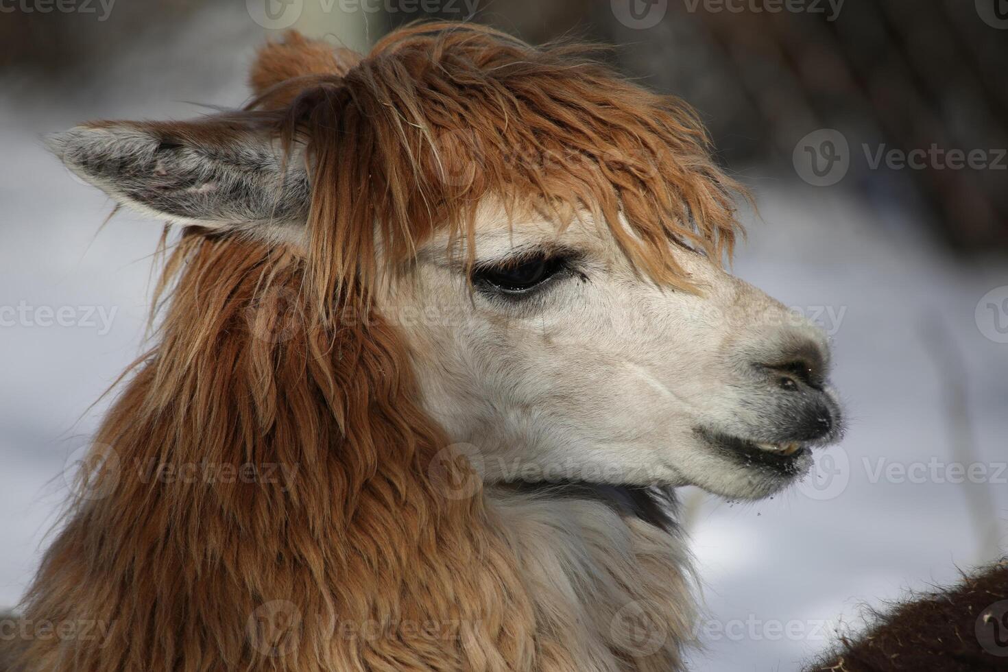 Close Up Portrait of a Brown and White Alpaca in Winter photo