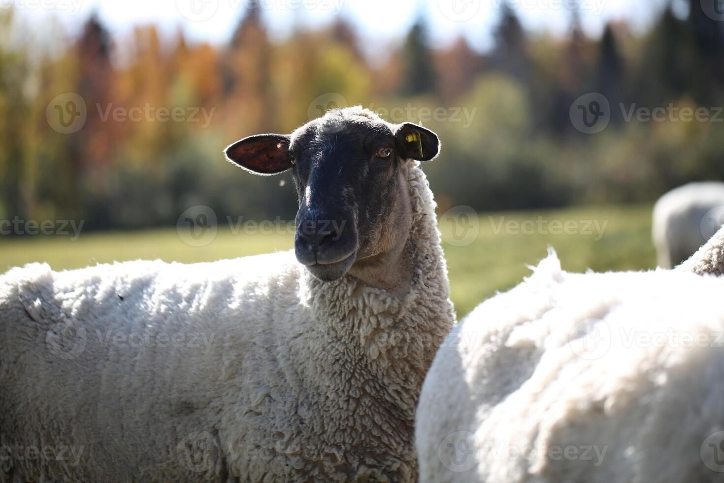 Black Faced Sheep Standing in a Green Field on a Sunny Day photo