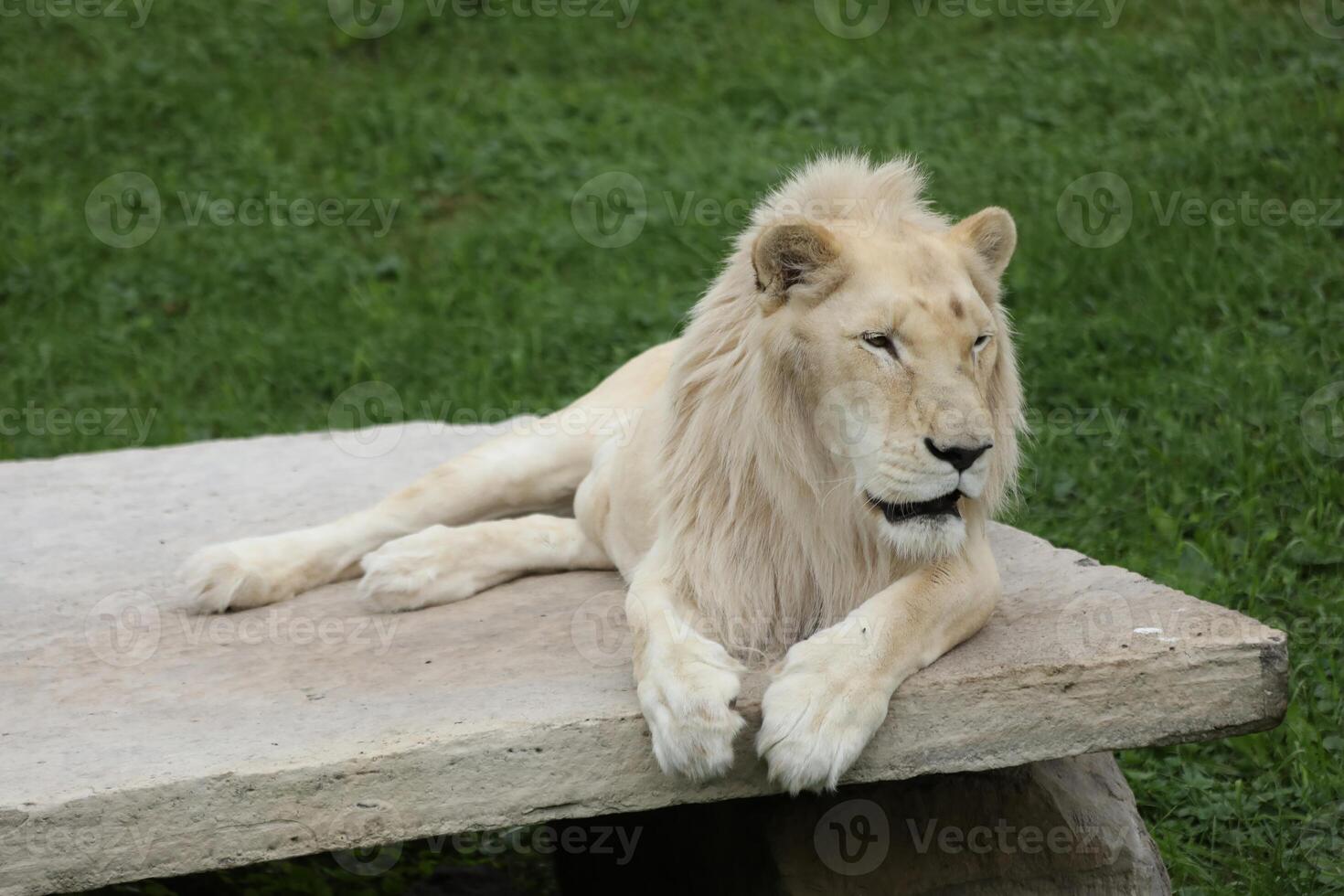 White Lion Resting on a Stone Bench in a Green Grassy Area photo