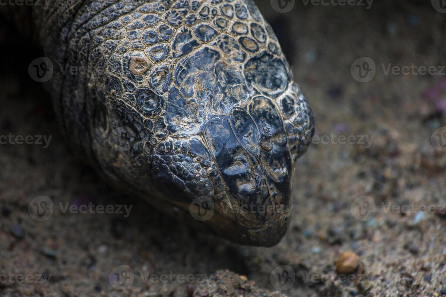 Close-Up Of A Turtles Head In A Natural Environment photo