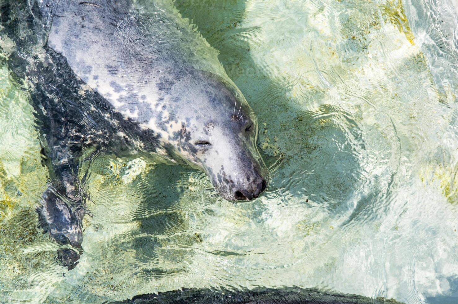 Grey Seal Relaxing in Clear Water photo