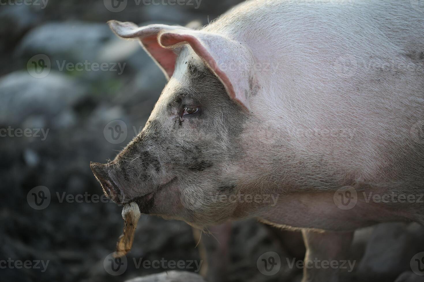 Muddy Pig In A Field On A Cloudy Day photo