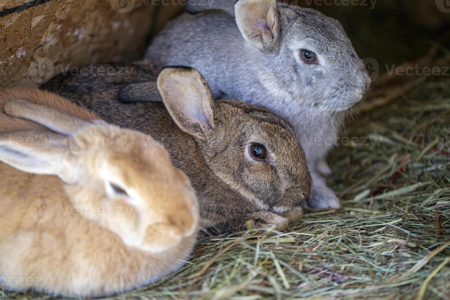 Three Bunnies Resting In Hay photo