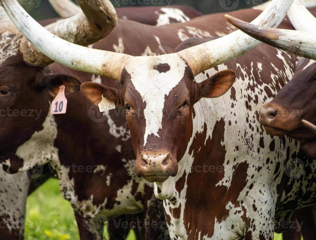 Close Up Of Brown And White Ankole-Watusis With Large Horns In A Field photo