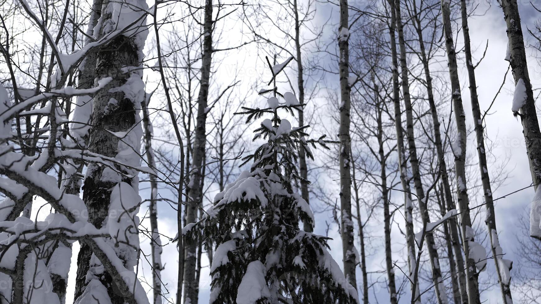 Snow on branches in winter wild forest. Clip. Landscape of frozen nature on a sunny day. photo