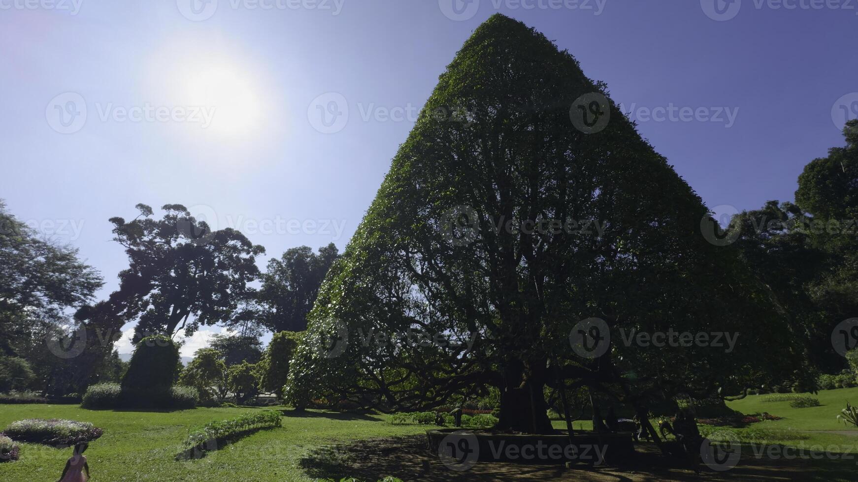 Pruned tree in park. Action. Shape of tree in well-kept city park on summer day. Triangular tree in park with vacationers on sunny day photo