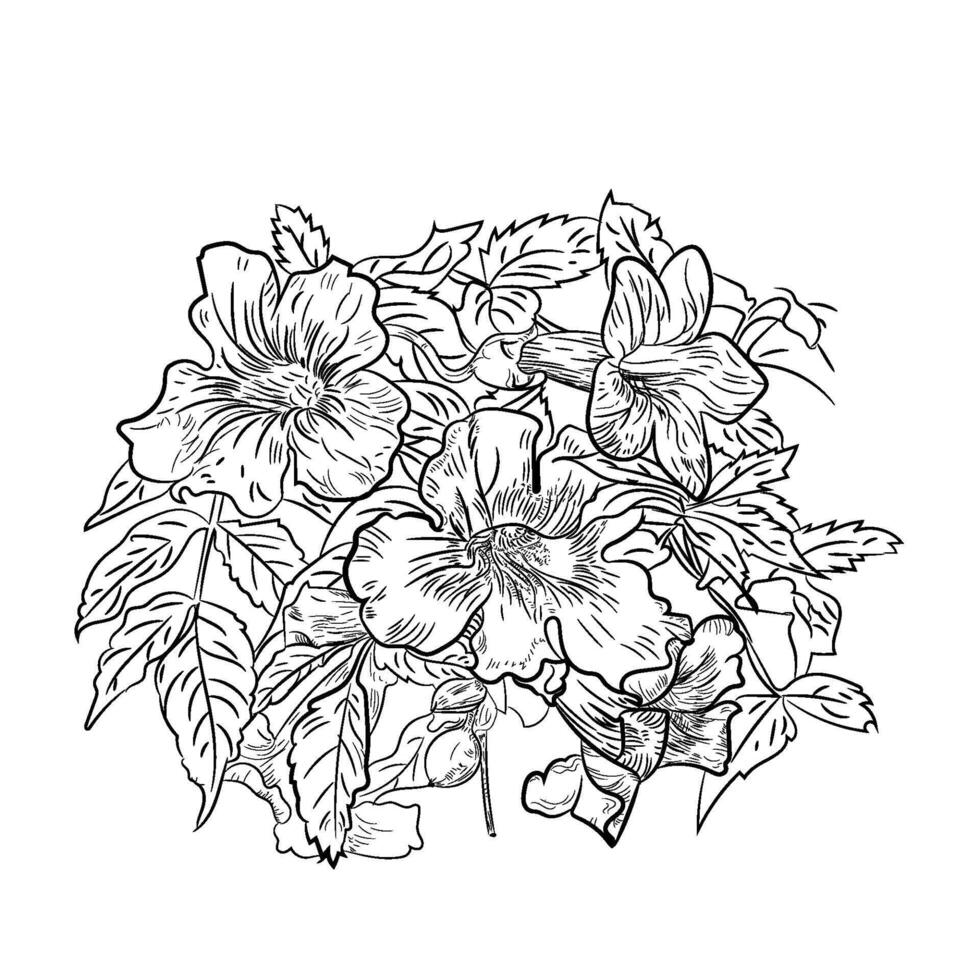 Hand drawing soyo flower plant black and white vector
