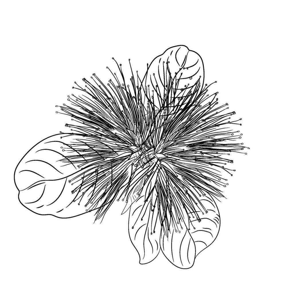 hand drawing botanical drawing illustration vector