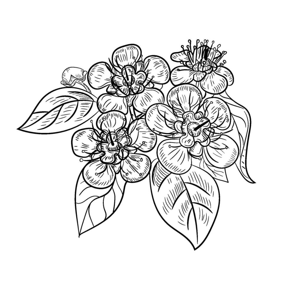 hand drawing flower drawing illustration vector