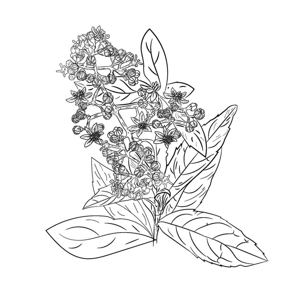 lagundi hand drawing botany illustration vector