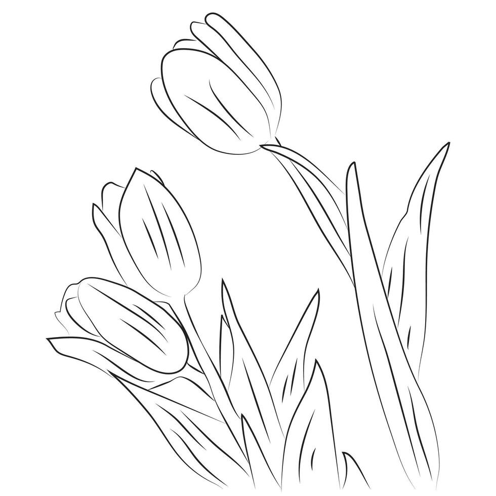 Tulip flower graphic black white isolated sketch illustration, Tulip flowers with leaves line art. Abstract floral hand drawing outline tulips isolated on white background. vector