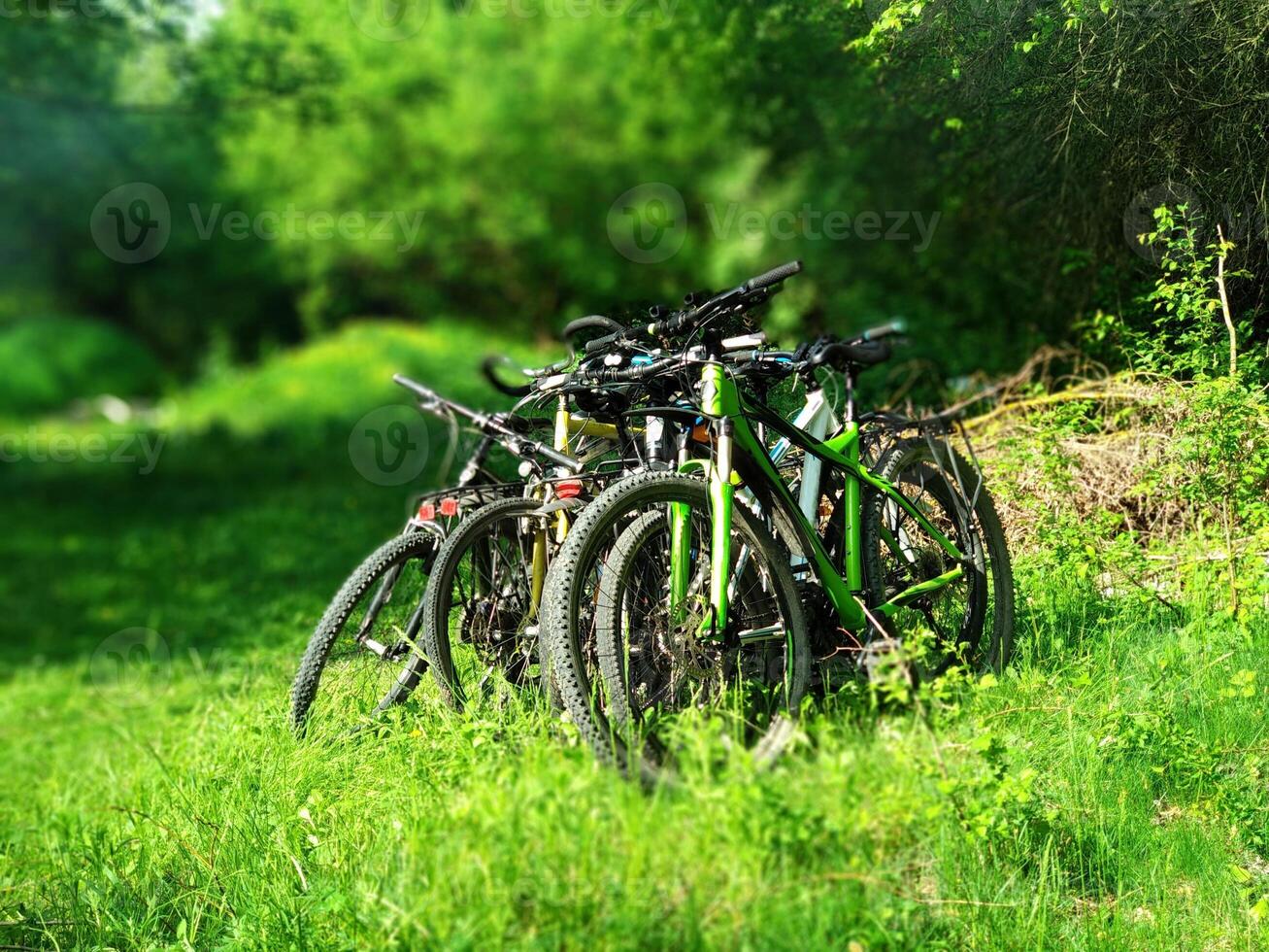 View of trail bikes in the forest on a bright sunny day photo