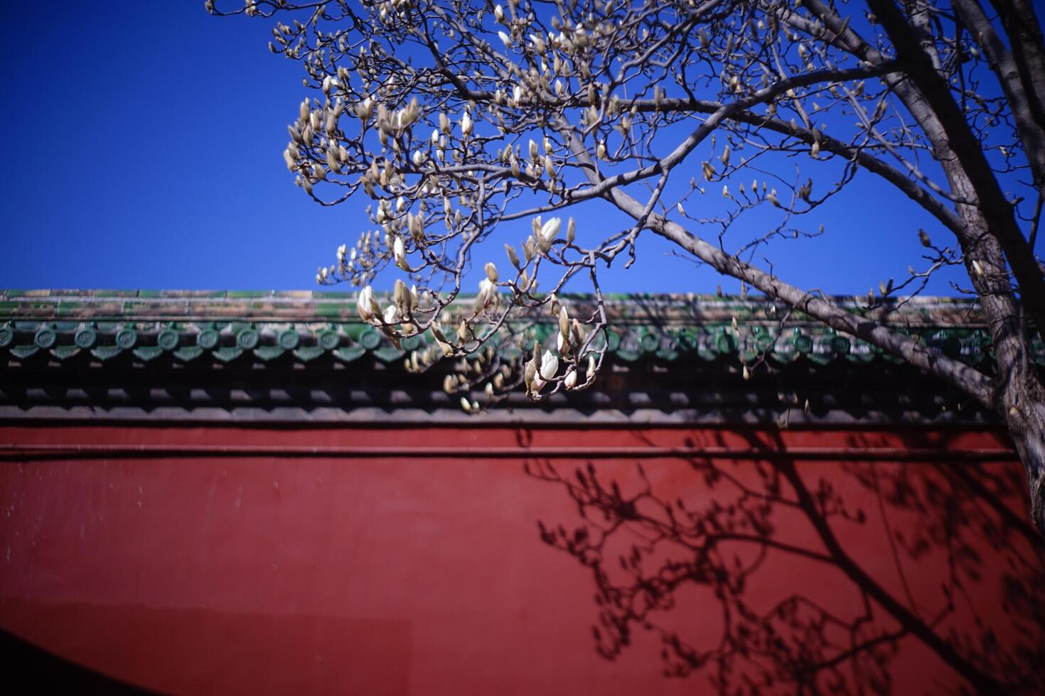 The exterior walls of ancient Chinese architecture in spring photo