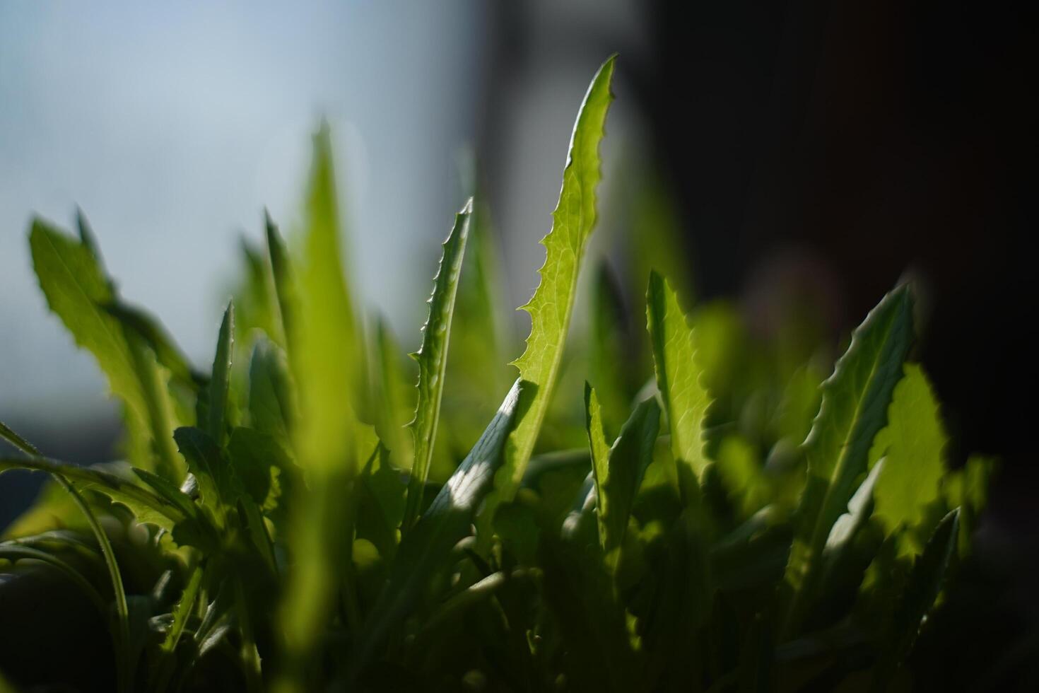 Lettuce sprouts growing photo
