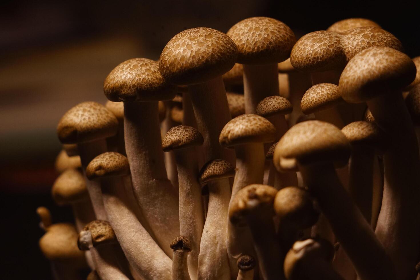 Growing mushrooms close-up photo