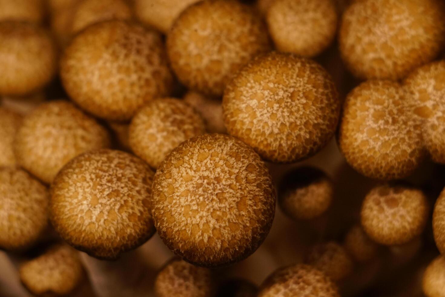 Growing mushrooms close-up photo