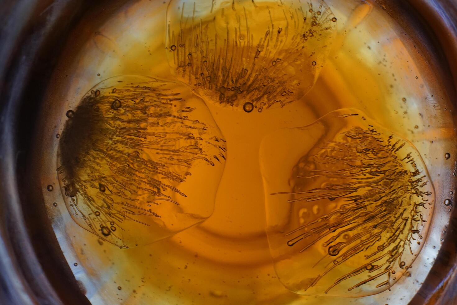 Ice cubes in glass of water photo