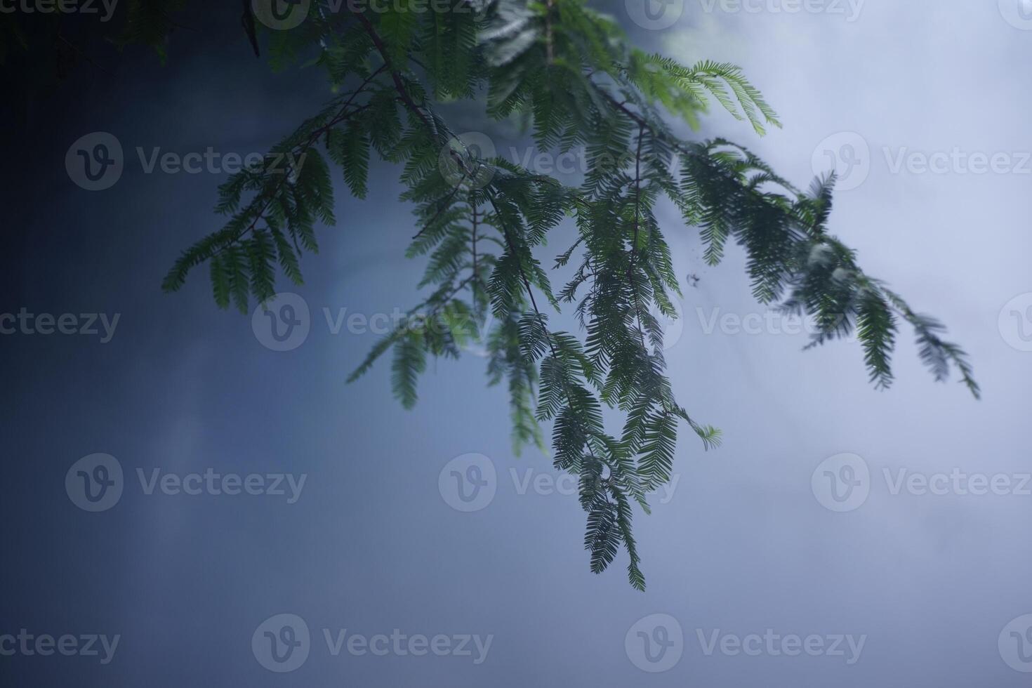 Pine forest and pine leaves in the mist photo
