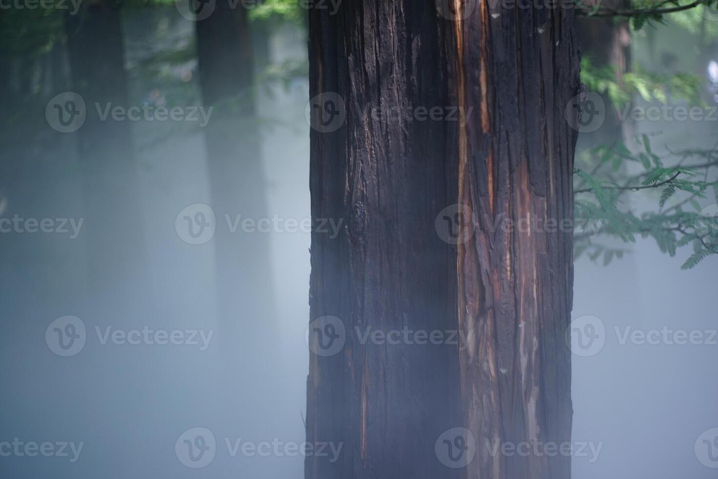 Pine forest and pine leaves in the mist photo