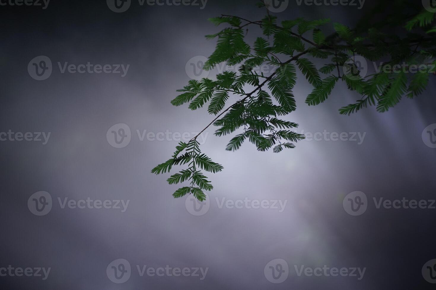 Pine forest and pine leaves in the mist photo