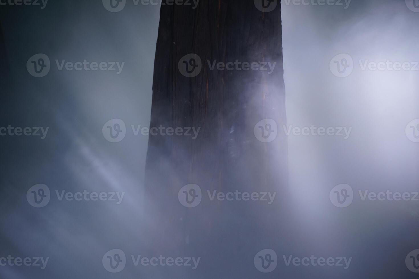 Pine forest and pine leaves in the mist photo
