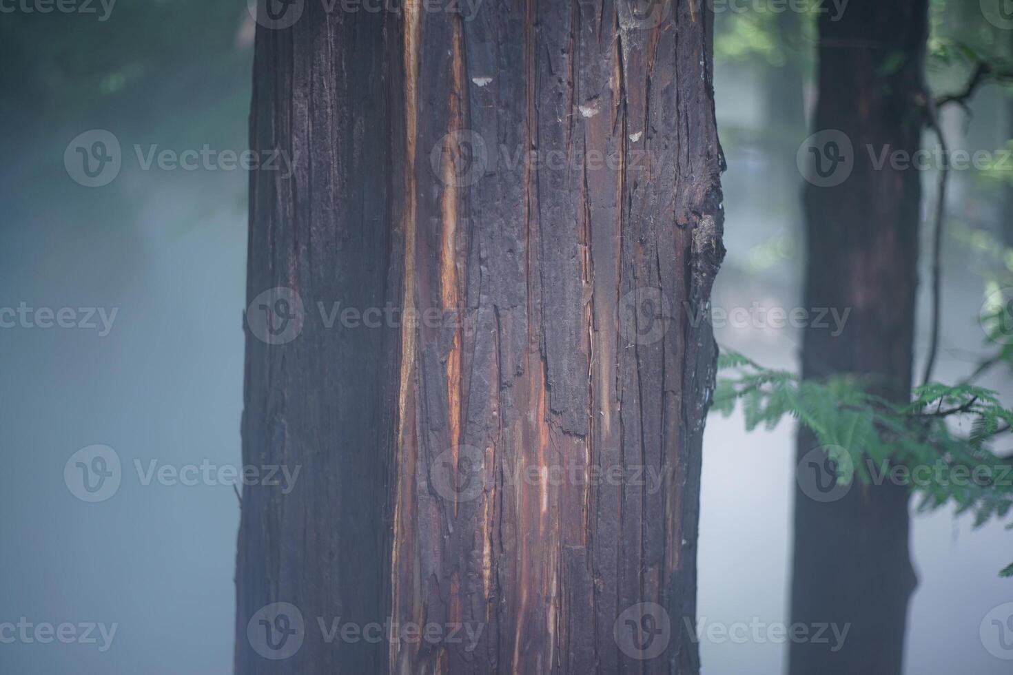 Pine forest and pine leaves in the mist photo