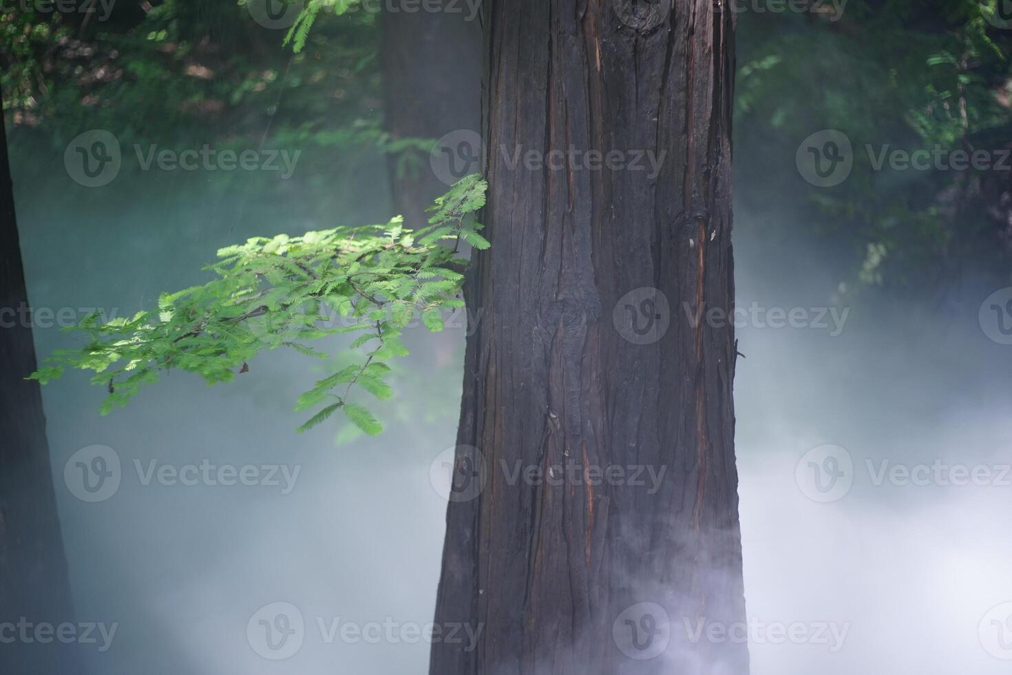 Pine forest and pine leaves in the mist photo