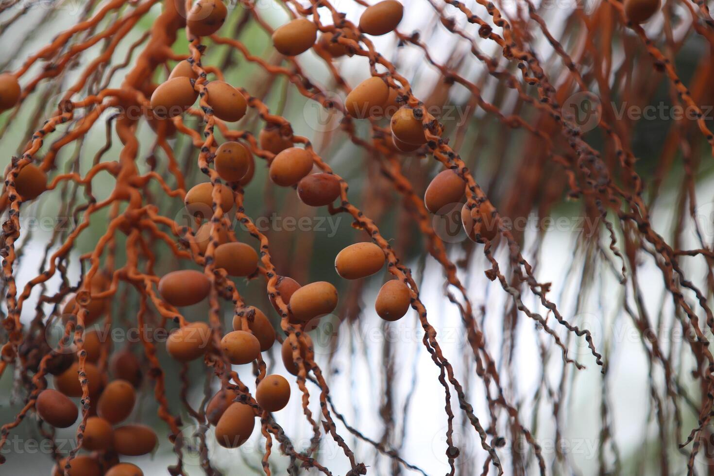 Clusters, Bunches, and branches of palm trees photo