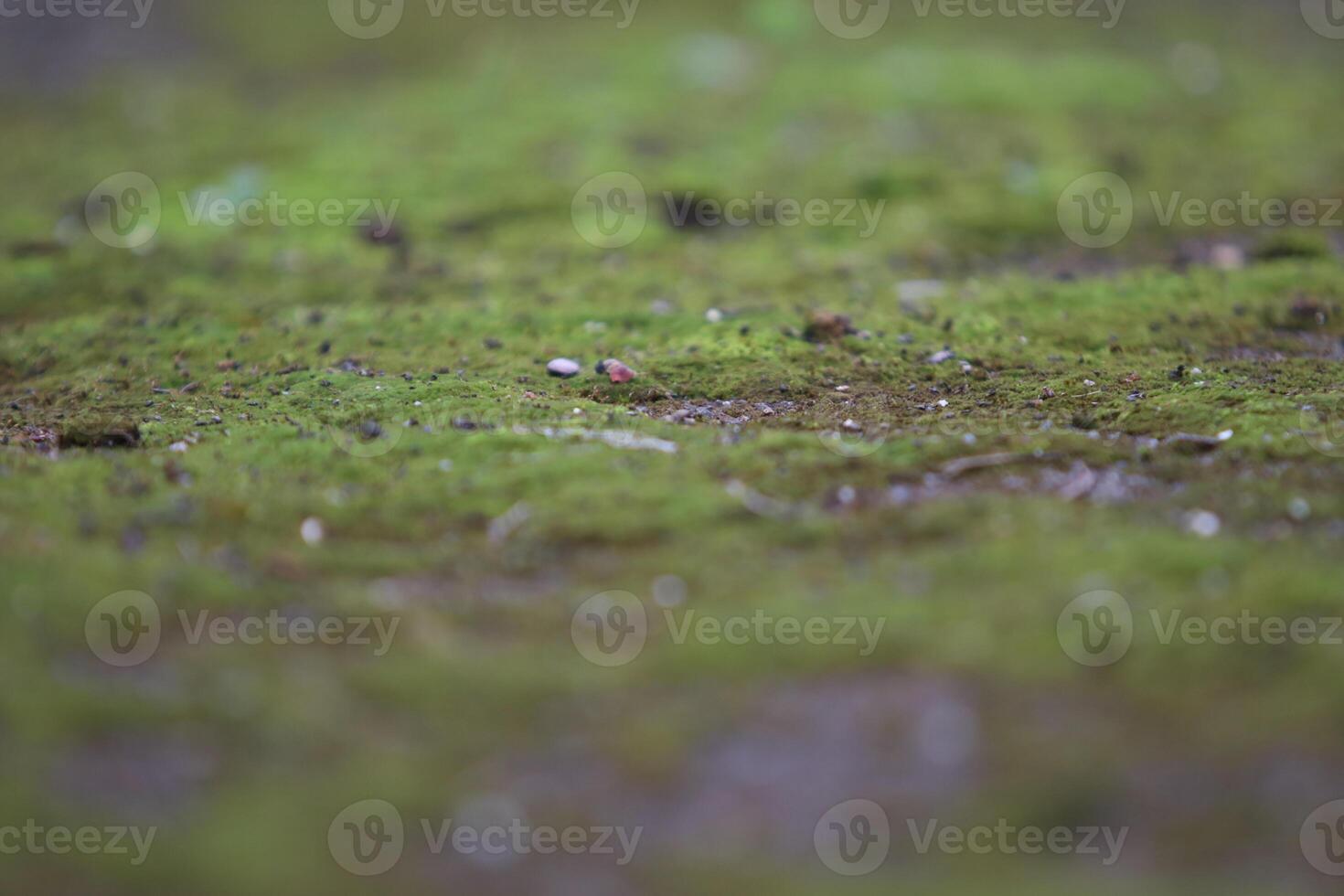 Beautiful close up of moss on the wall and floor photo