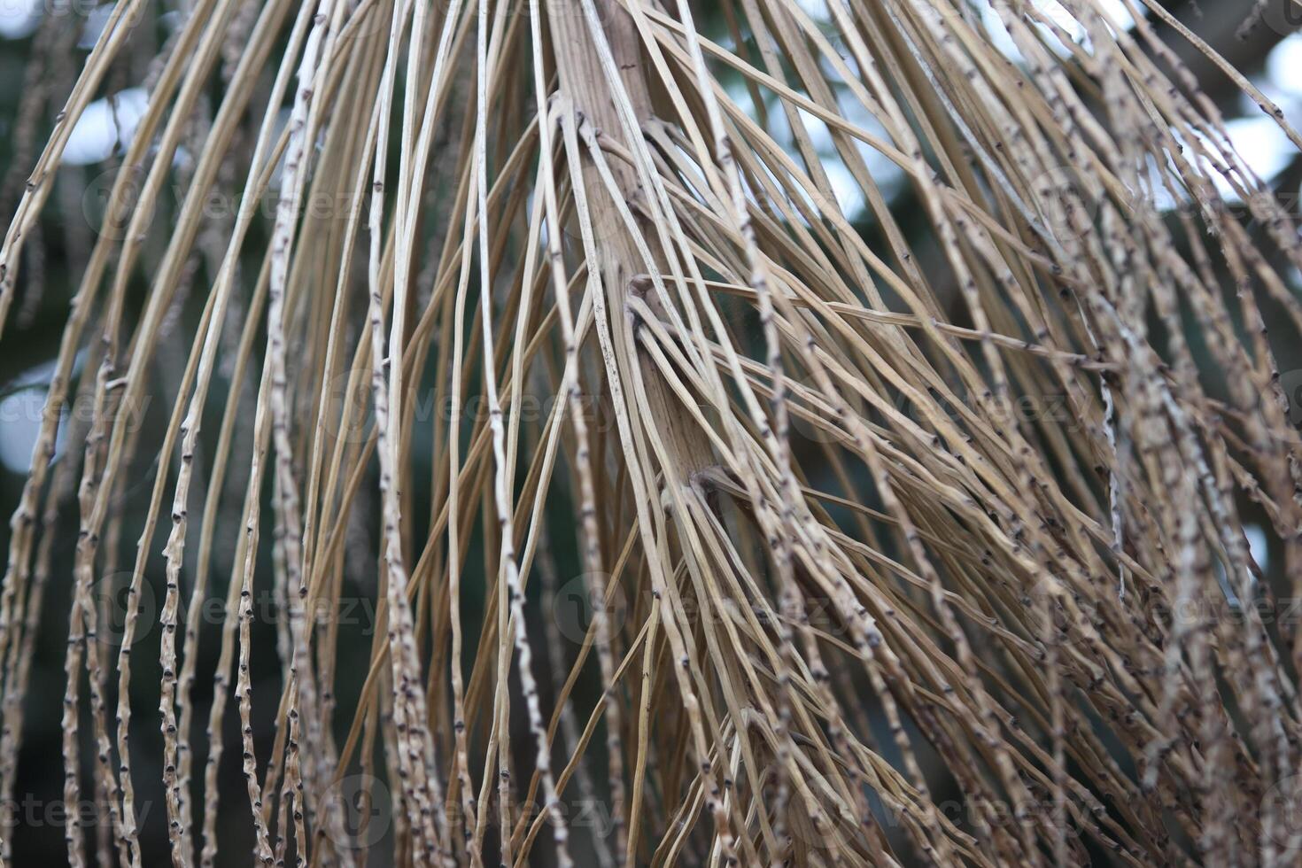 Clusters, Bunches, and branches of palm trees photo