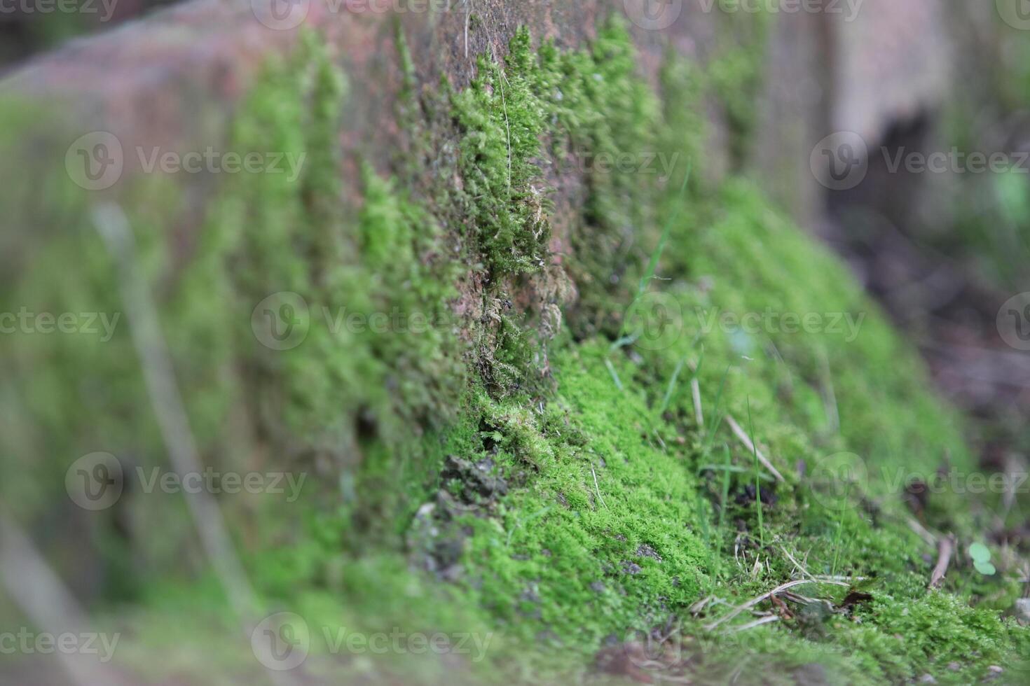 Beautiful close up of moss on the wall and floor photo