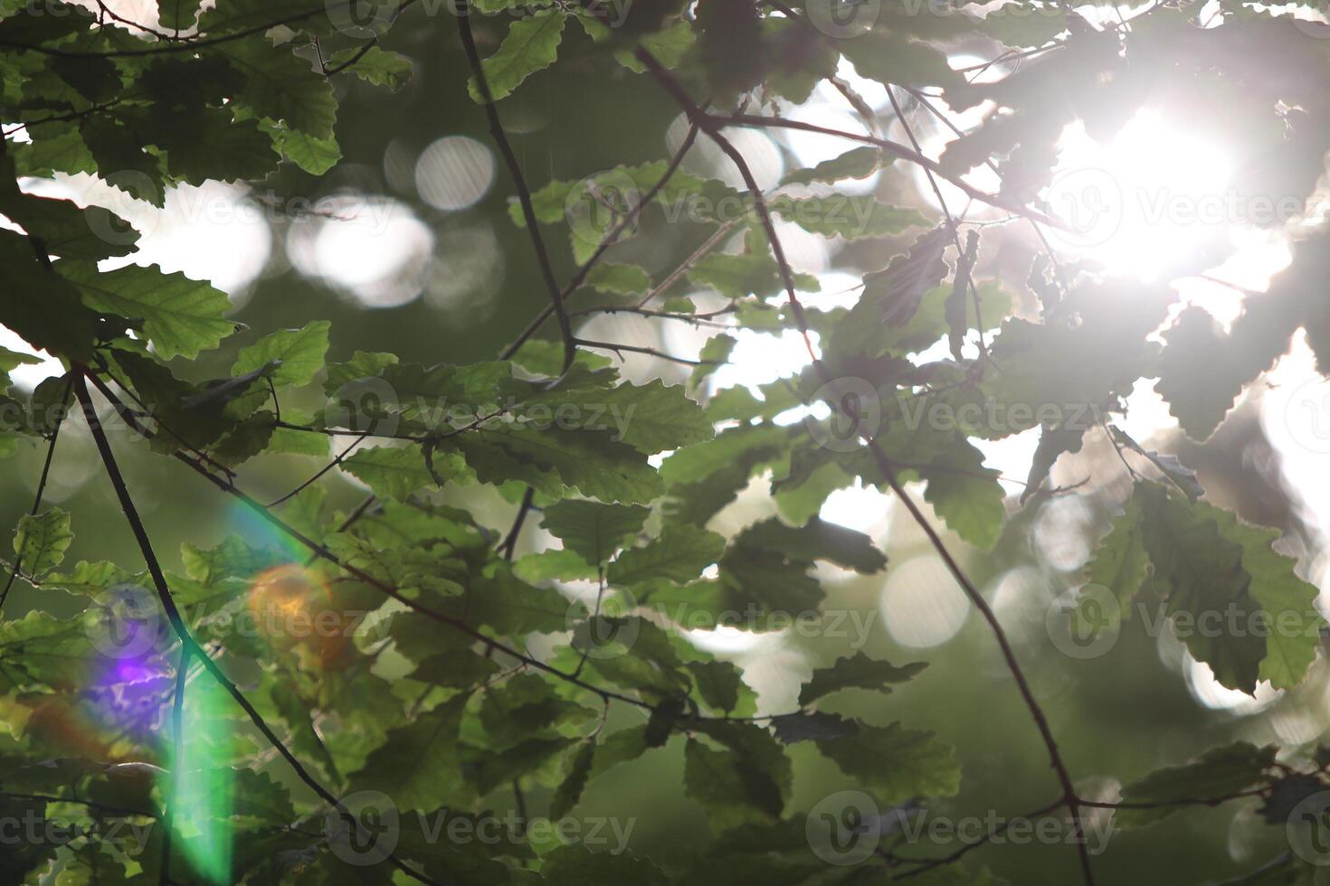 Branches and leaves of trees near beautiful lighting, Close up photo