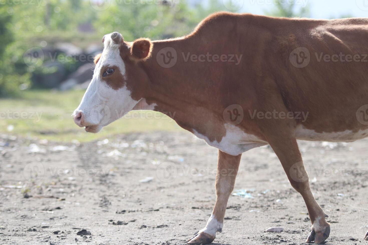 Cow grazing in the meadow photo