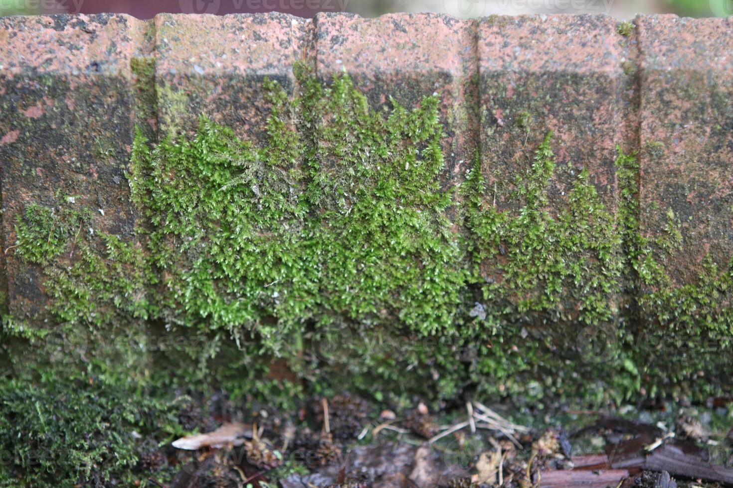 Beautiful close up of moss on the wall and floor photo